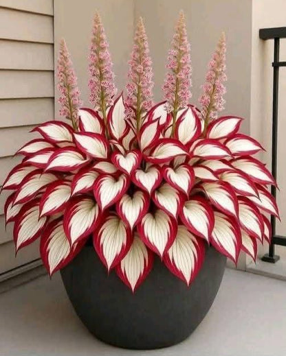 Shade-Tolerant and Cold-Hardy Hosta Flowers Seeds