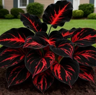 Shade-Tolerant and Cold-Hardy Hosta Flowers Seeds