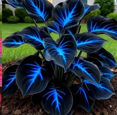 Shade-Tolerant and Cold-Hardy Hosta Flowers Seeds