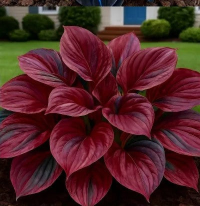 Shade-Tolerant and Cold-Hardy Hosta Flowers Seeds