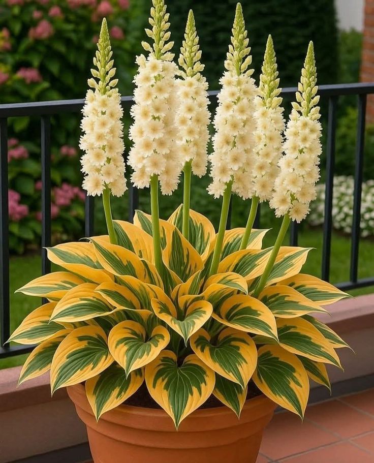 Shade-Tolerant and Cold-Hardy Hosta Flowers Seeds
