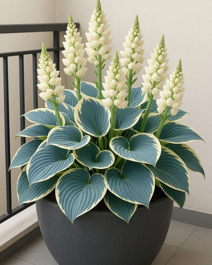 Shade-Tolerant and Cold-Hardy Hosta Flowers Seeds